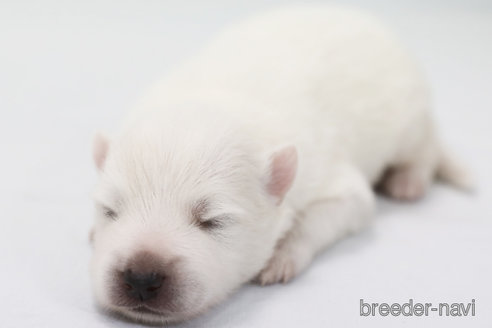 成約済の神奈川県の日本スピッツ-315949の3枚目